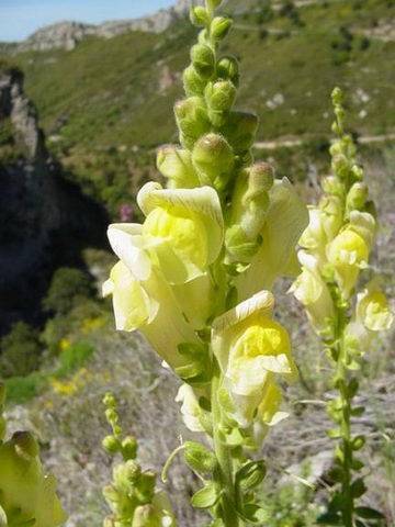 Fiore di Antirrhinum latifolium