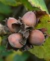 Corylus_avellana_3.jpg