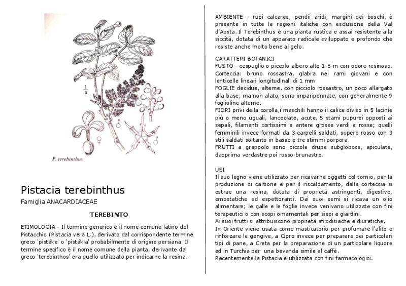 pistacia_terebinthus.pdf