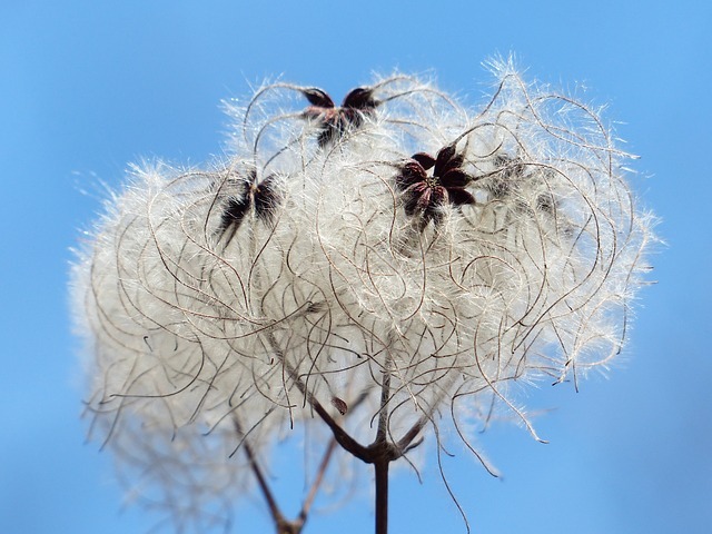 Clematis-vitalba_2.jpg