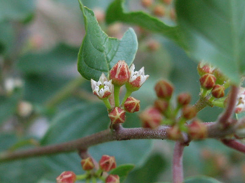 Frangula_rupestris2.jpg