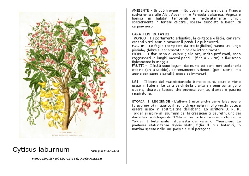 Cytisus_laburnum.pdf
