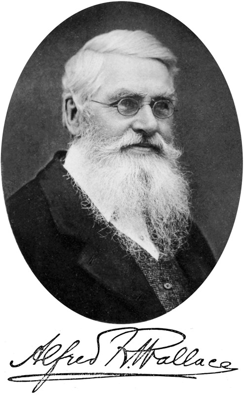 wallace_1.jpg
