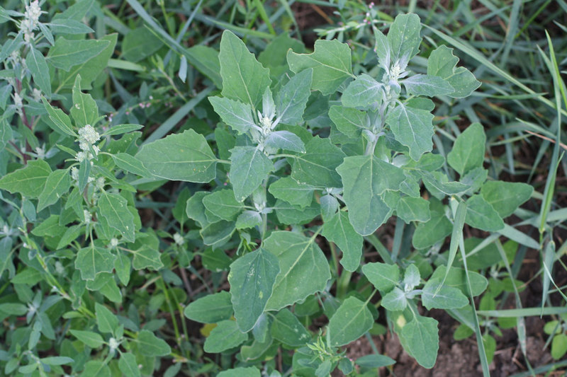Chenopodium_album_3.jpg
