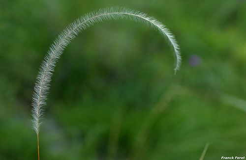 Stipa_eriocaulis1.jpg
