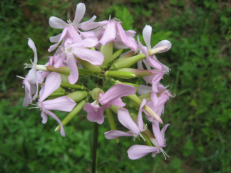 Saponaria_officinalis_1.jpg