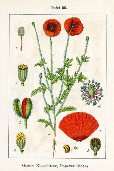 Papaver_rhoeas _2.jpg