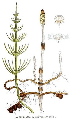 Equisetum_arvense_2.gif