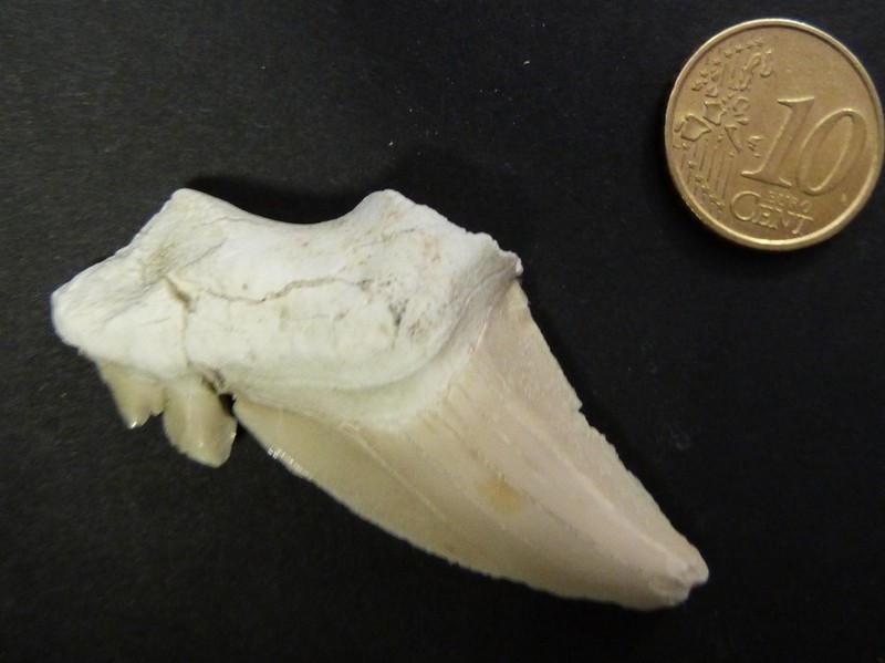 Carcharodon_1.jpg