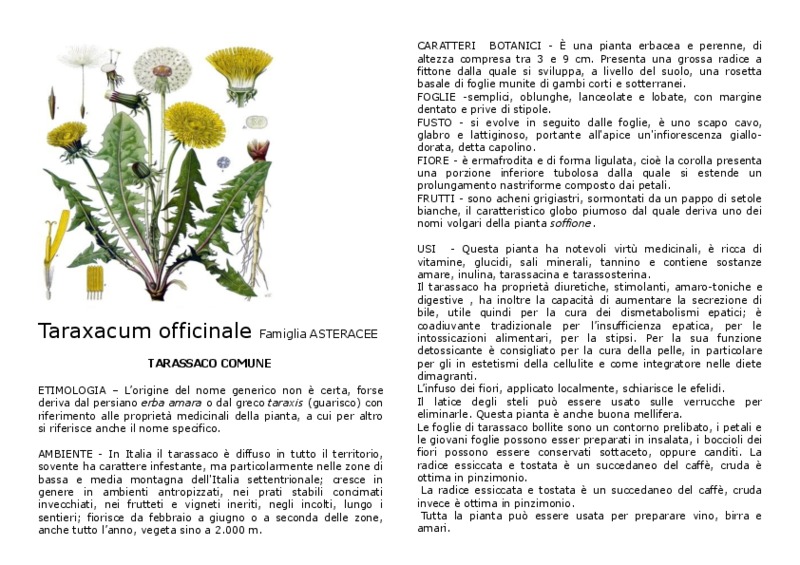 Taraxacum_officinale.pdf