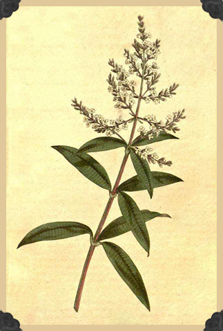Aloysia_citriodora_1.jpg