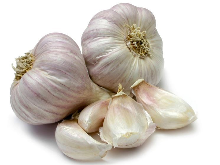 Allium_sativum_1.jpg