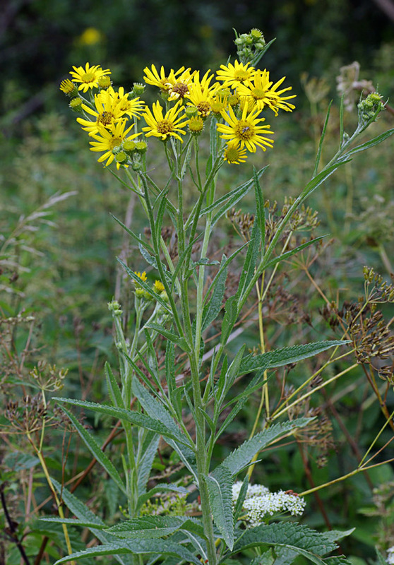 Senecio_paludosus_3.jpg
