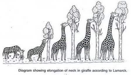 lamarck_3.jpg
