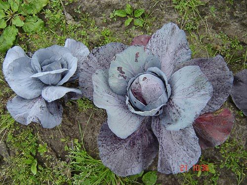 Brassica_oleracea_capitata 2.jpg
