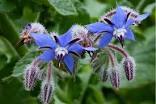 Borago_officinalis_3.jpg
