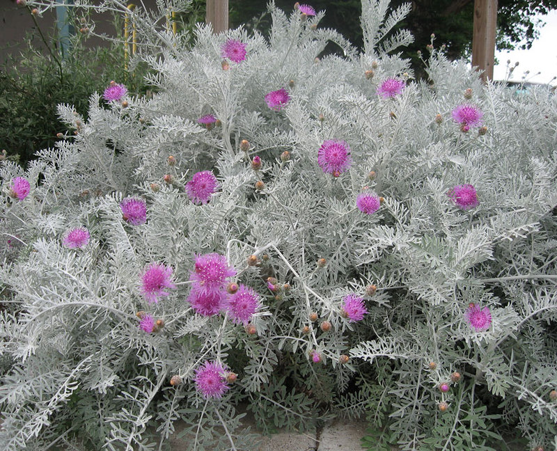 Centaurea_cineraria_3.jpg