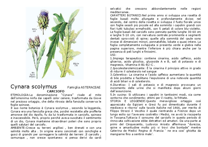 Cynara_scolymus.pdf
