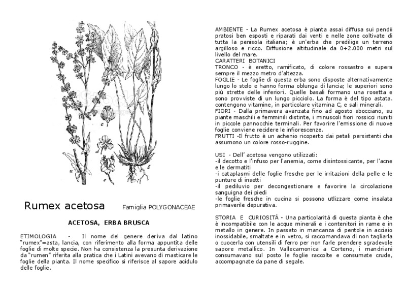 Rumex_acetosa.pdf