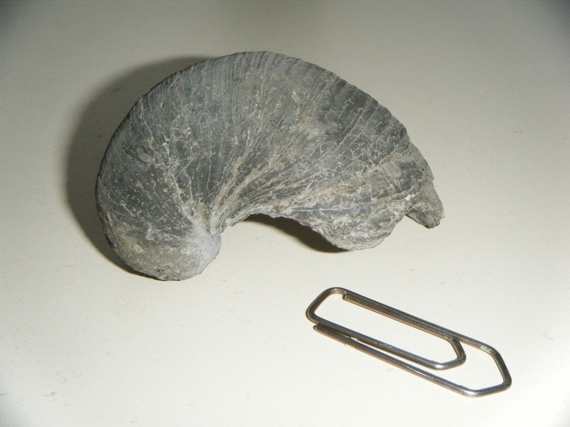 Gryphaea_1.jpg