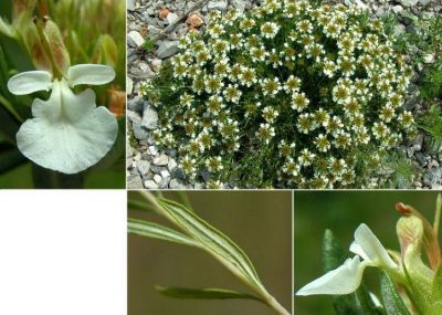 Teucrium_montanum_2.jpg