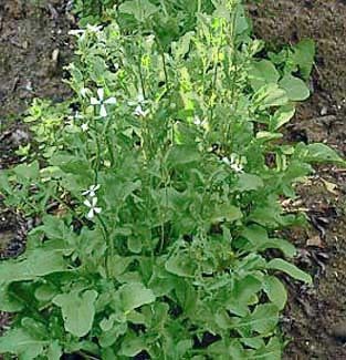 Eruca_sativa_1.jpg