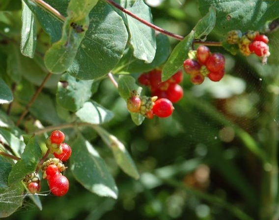 Lonicera etrusca_frutti.JPG