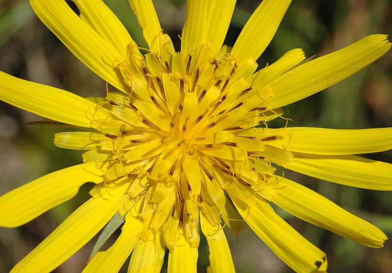 Tragopogon_tommasinii_2.jpg