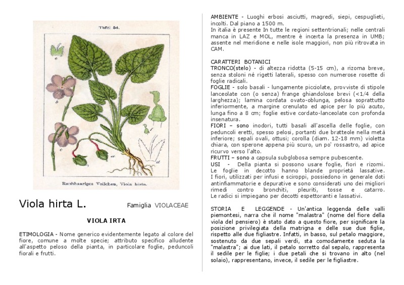 Viola_hitra.pdf