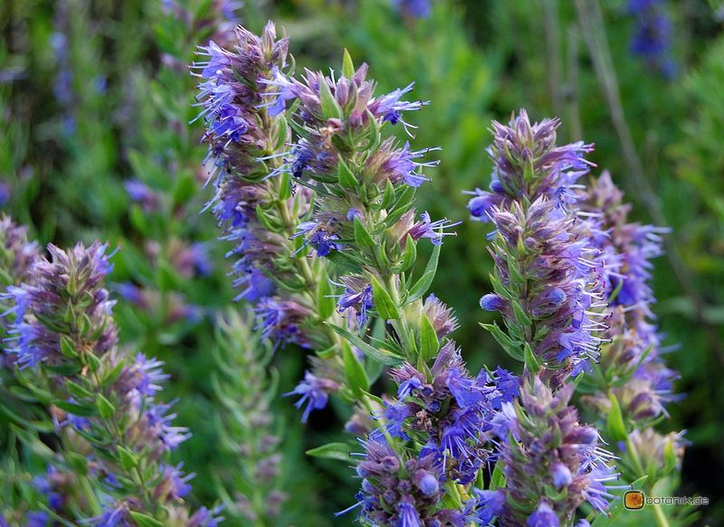 Hyssopus_officinalis_3.jpg