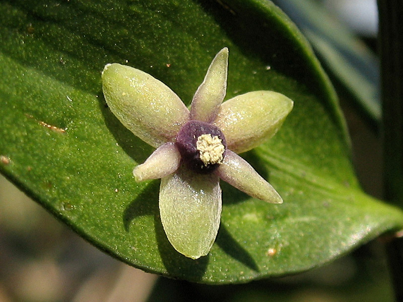 fiore.jpg