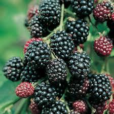 Rubus_fruticosus_3.jpg