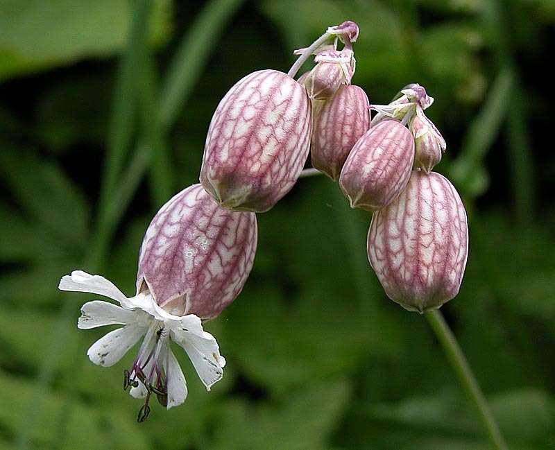 Silene_vulgaris_1.jpg