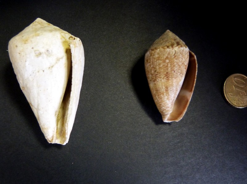 Conus_guinaicus_1.jpg