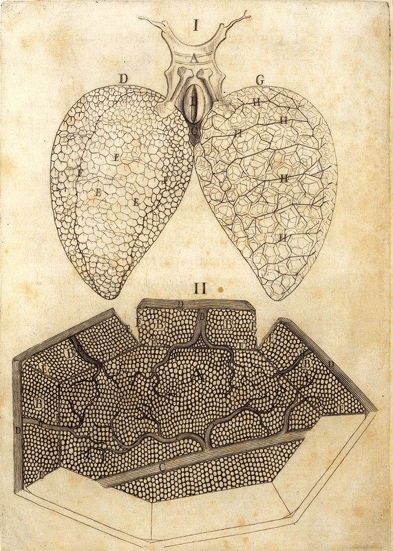 malpighi_2.jpg