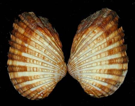 Cardita_4.jpg