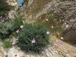 Dianthus_sylvestris_1.jpg.jpg