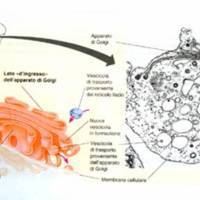 golgi_2.jpg