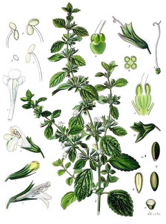 melissa_officinalis_A.jpg