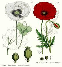 Papaver_rhoeas _3.jpg