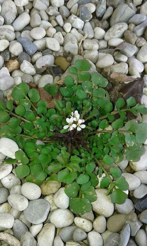 Cardamine_hirsuta_2.jpg