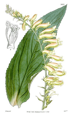 Digitalis_lutea_1.jpg