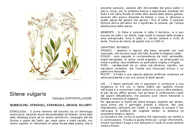 Silene_vulgaris.pdf
