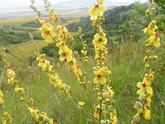 Verbascum_thapsus_2.jpg