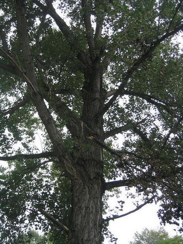 Populus_nigra_2.jpg