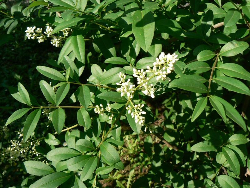 Ligustrum_vulgare_2.jpg