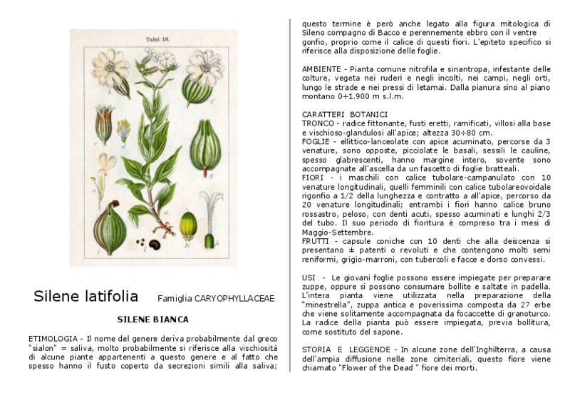 silene_latifolia.pdf