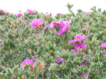 Cistus_incanus_2.jpg