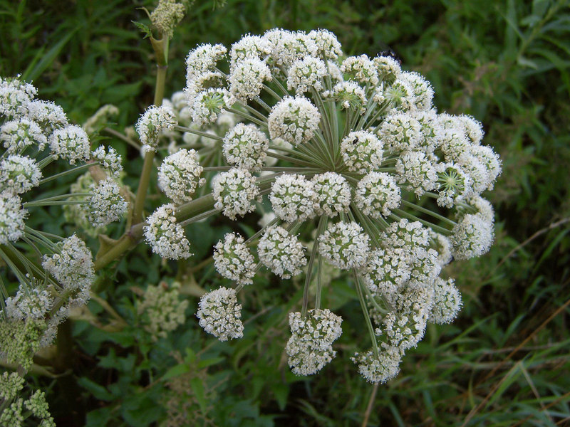 Angelica_archangelica_2.jpg