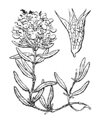Teucrium_montanum_3.jpg